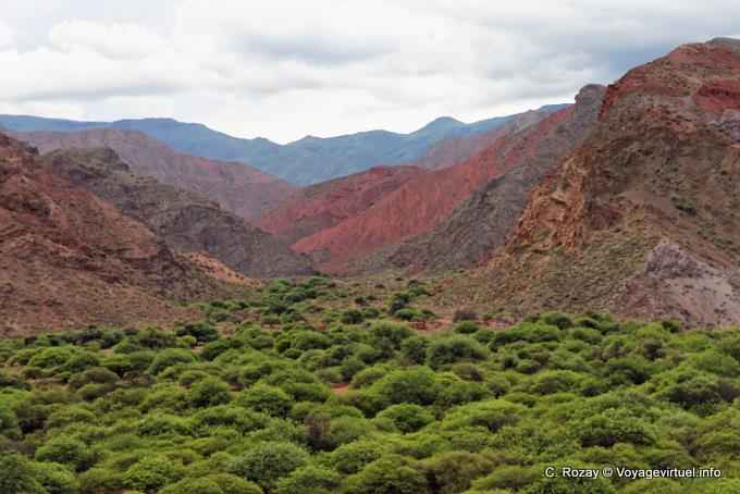 Vegetazione in collina, Quebrada de las Conchas - Argentina