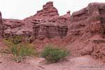 Arbusti nel mezzo del canyon Quebrada de las Conchas, Argentina.