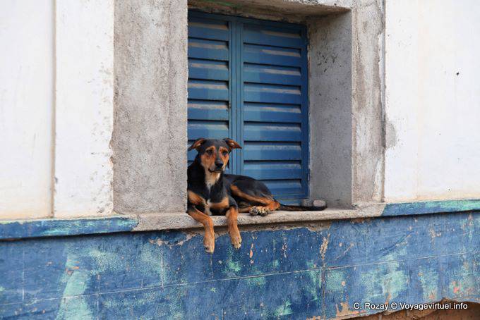 Il cane, Famatina - Argentina