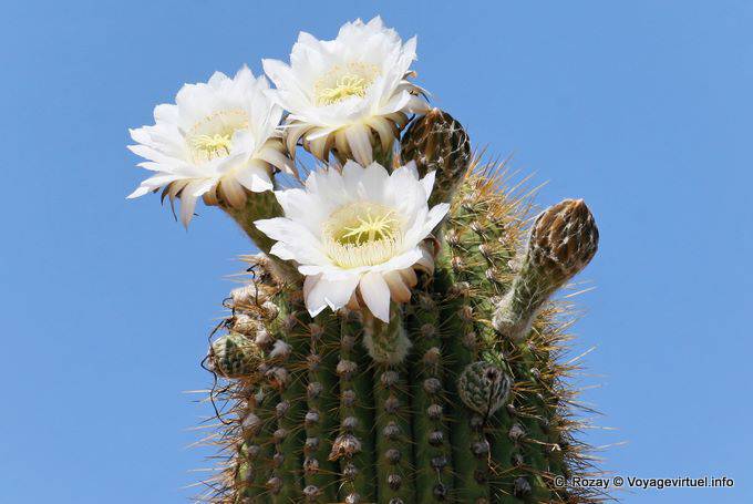 Fiori di cactus di fronte alla stazione di polizia, Ischigualasto - Argentina
