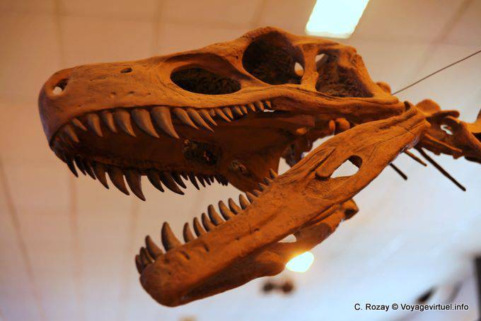 Denti di dinosauro Sharp, Ischigualasto, Museo di Scienze Naturali - Argentina