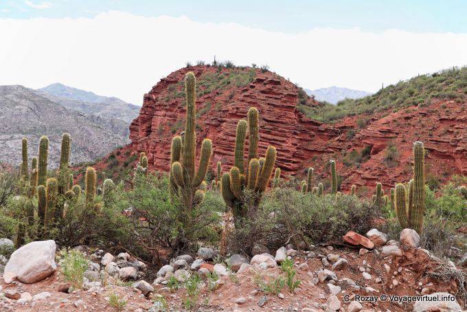 Vegetazione arido, Los Tambillos, Ruta 40 tra Villa Unione e Chilecito - Argentina