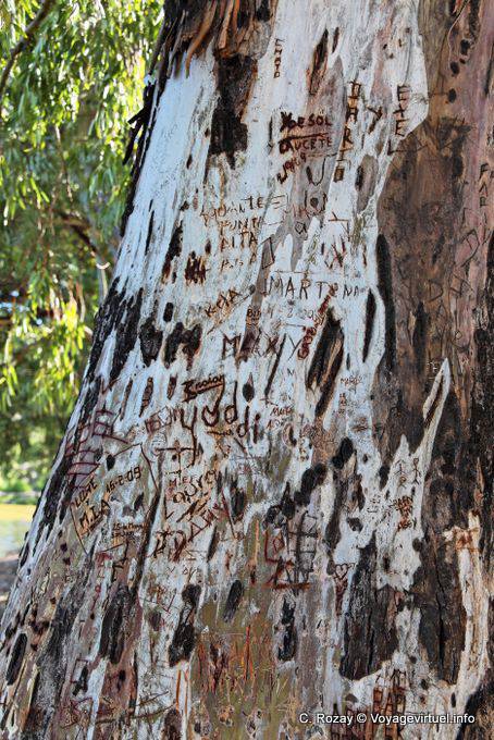 Tronco d'albero marcata, San Agustin de Valle Fertile - Argentina