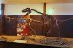 Dinosauro, Ischigualasto, Scienze Naturali Museo de, Argentina.