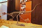 Scheletro aggressivo, dinosauro Museo de Ciencias Naturales, Ischigualasto, Argentina.