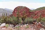 Vegetazione arido, Los Tambillos, Ruta 40 tra Villa Unione e Chilecito, Argentina.