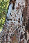 Tronco d'albero marcata, San Agustin de Valle Fertile, Argentina.