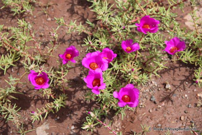 Fiori nel deserto tra San Juan e Chepes - Argentina