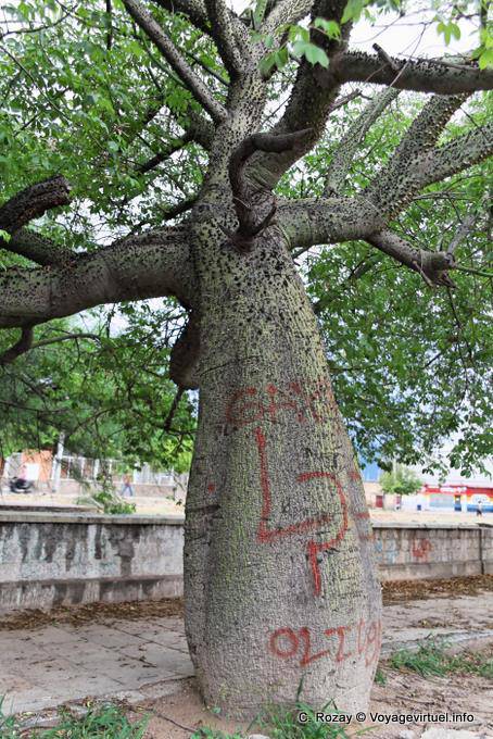 Palo Borracho, albero, La Rioja - Argentina