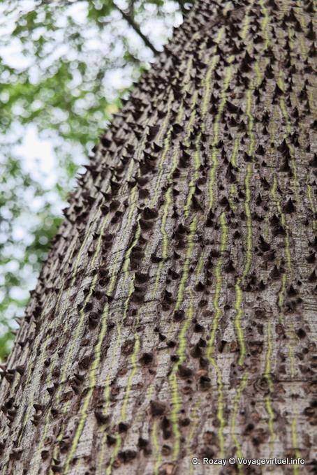 Particolare della corteccia di un Palo Borracho, La Rioja - Argentina