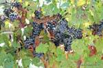 Argentina vigneti tra Chepes e San Juan, Argentina.