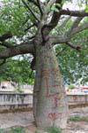Palo Borracho, albero, La Rioja, Argentina.