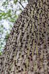 Particolare della corteccia di un Palo Borracho, La Rioja, Argentina.