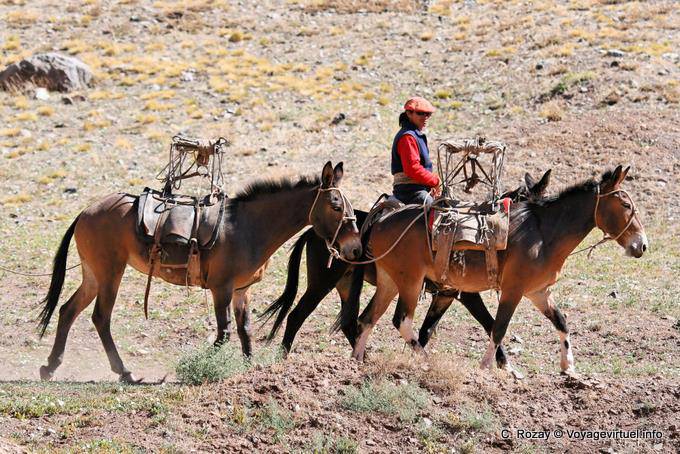 Cavalier con i suoi cavalli, Ruta 7 Los Penitentes - Argentina