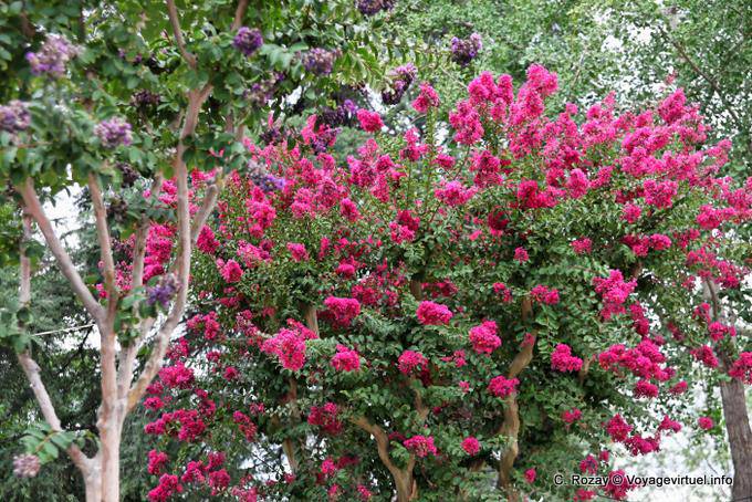 Fioritura alberi nella piazza principale, Cafayate - Argentina