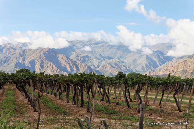 Cafayate vigneti di fronte alla montagna - Argentina