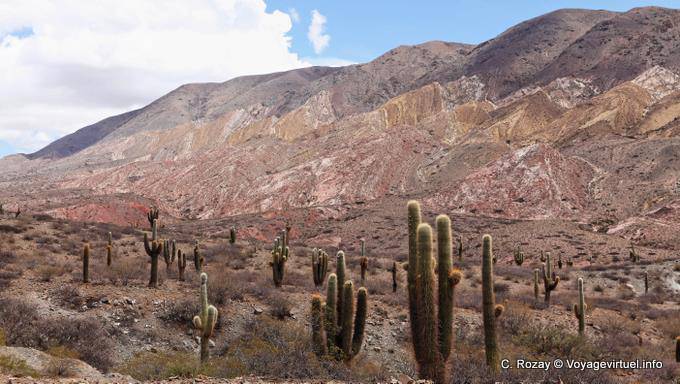 Rock e cactus, tra Payogasta Piedra del Molino e - Argentina