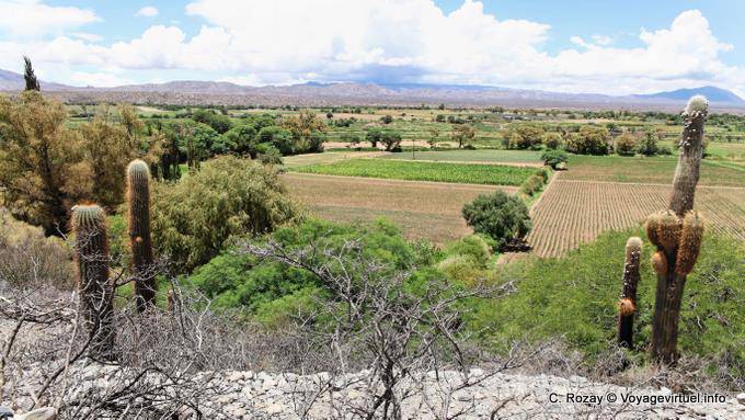Raccolti nella valle, Ruta 40 tra Seclantas e Cachi - Argentina