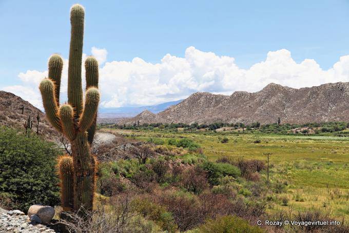 Paesaggio dietro cactus, Ruta 40 tra Seclantas e Cachi - Argentina