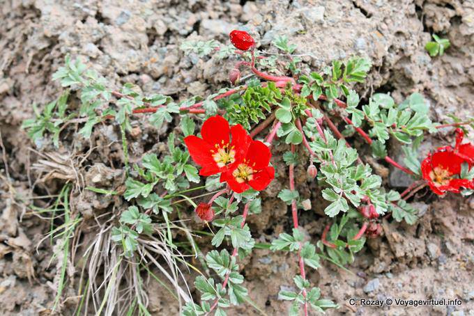 Fiori su roccia, Valle Encantada - Argentina