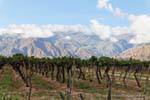 Cafayate vigneti di fronte alla montagna, Argentina.