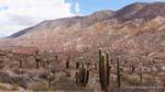 Rock e cactus, tra Payogasta Piedra del Molino e, Argentina.