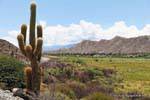 Paesaggio dietro cactus, Ruta 40 tra Seclantas e Cachi, Argentina.