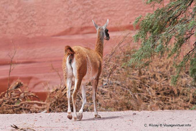 Guanaco dietro Talampaya - Argentina