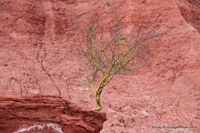 Arbusto sopravvivere nel canyon Talampaya - Argentina