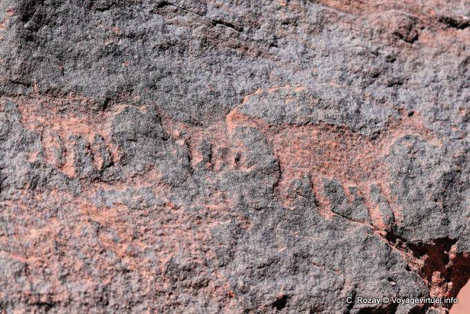 Petroglyphs animali Talampaya - Argentina