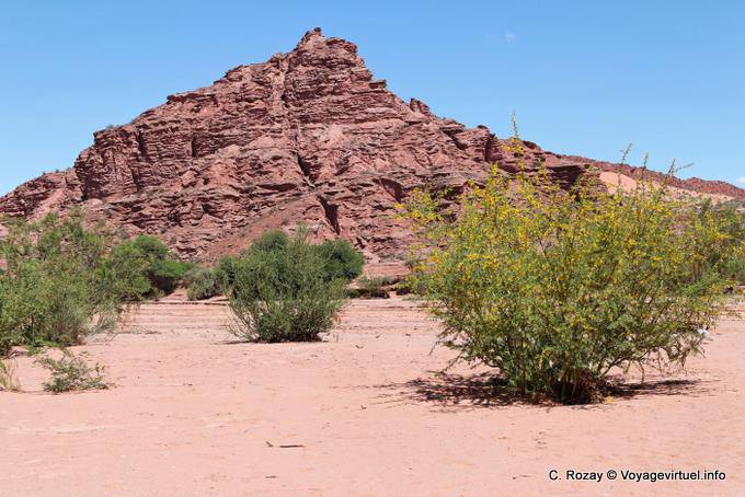 Fioritura arbusti nel deserto, Talampaya - Argentina