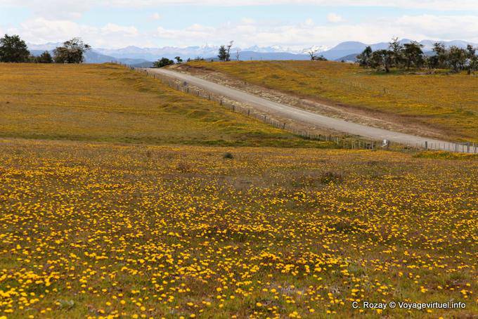 Tappeto di fiori gialli, Estancia Rivadavia, Ushuaia - Argentina