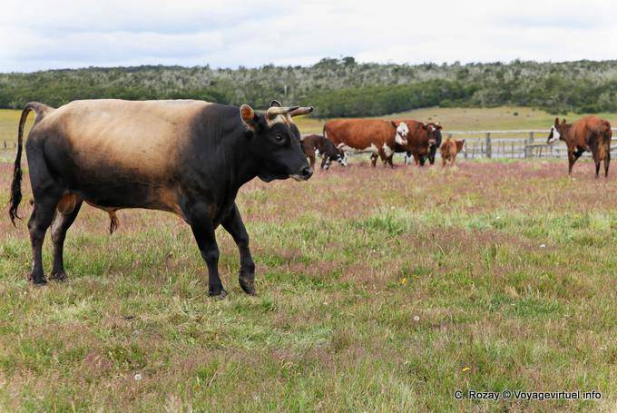 Bella toro, Estancia Rivadavia, Ruta Provincial H, Ushuaia - Argentina