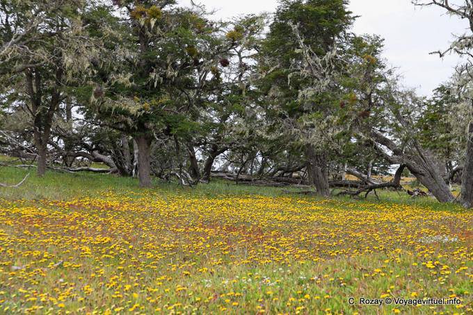 Boschetto di alberi coperti di licheni e fiori formano un tappeto Lake Chepelmuth, Ushuaia - Argentina