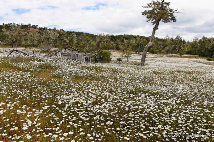 Fabulous campo margherite e casa diroccata sul lago Yehuin, Ushuaia - Argentina