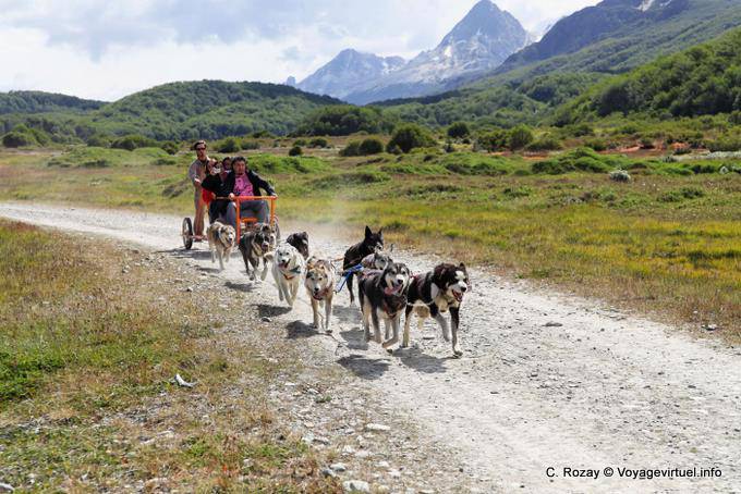 I cani che tirano una slitta a ruote, Ushuaia - Argentina