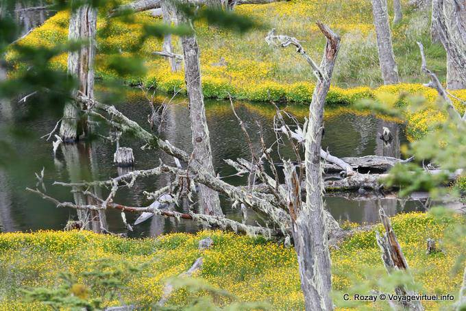 Tappeto di fiori gialli, Larsiparsahk, Ushuaia - Argentina