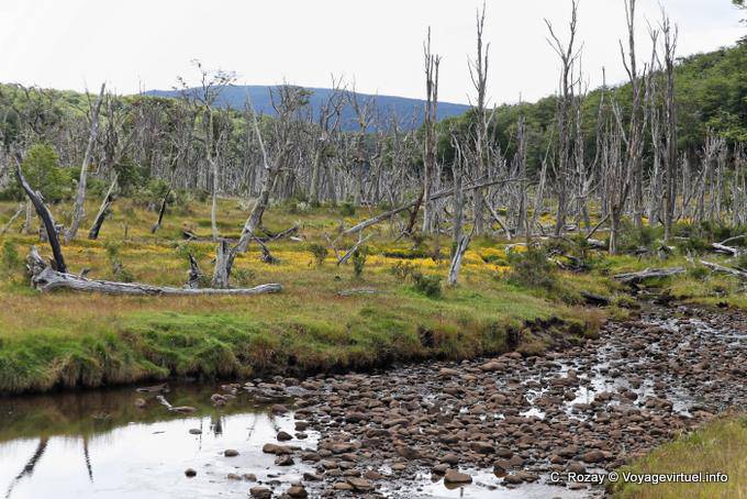 Foresta di morto, Rio Larsiparsahk, Ushuaia - Argentina