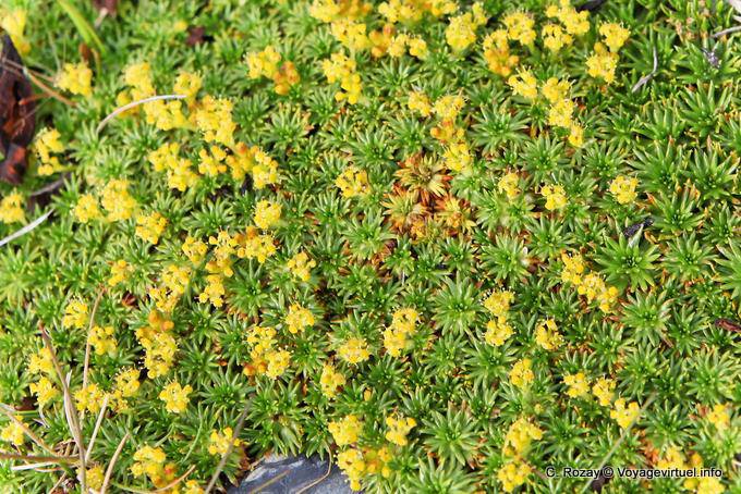 Vegetazione Patagonia, Ushuaia - Argentina