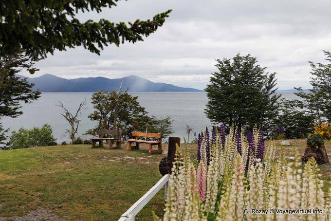Banche e lupini, Ushuaia Lago Fagnano - Argentina