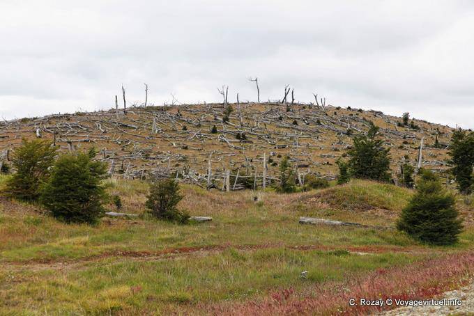 Alberi Cimitero visto dal RN3, Ushuaia Lago Fagnano - Argentina