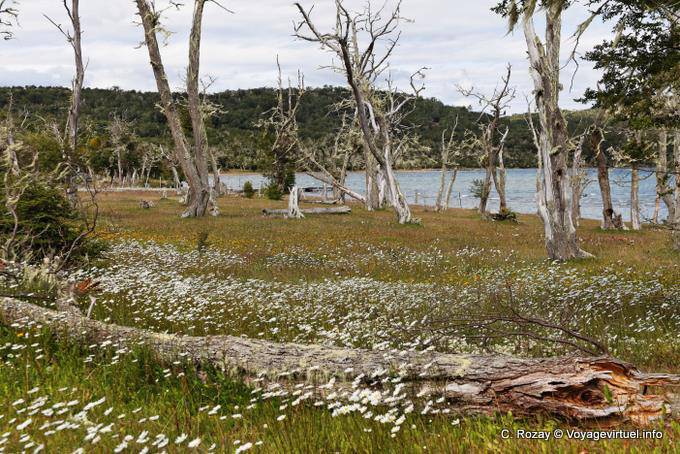 Tappeti di fiori e alberi morti, Ushuaia Lago Yehuin - Argentina
