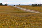 Tappeto di fiori gialli, Estancia Rivadavia, Ushuaia, Argentina.