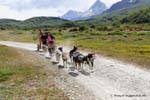 I cani che tirano una slitta a ruote, Ushuaia, Argentina.