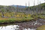 Foresta di morto, Rio Larsiparsahk, Ushuaia, Argentina.