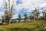 Licheni sugli alberi del lago, Lago Ushuaia Yehuin, Argentina.