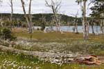 Tappeti di fiori e alberi morti, Ushuaia Lago Yehuin, Argentina.