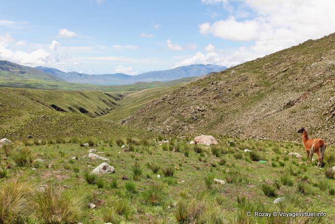 Panorama della valle e Lama El Infernillo, Ruta 307, Tafi del Valle - Argentina