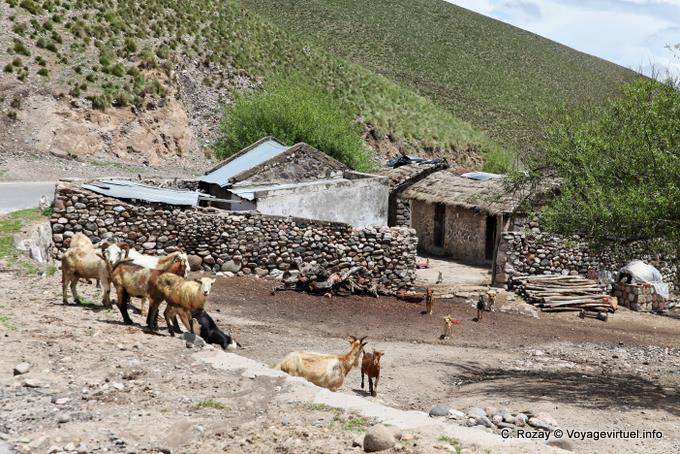 Mountain Farm, capre e pecore, El Infernillo, Ruta 307, Tafi del Valle - Argentina