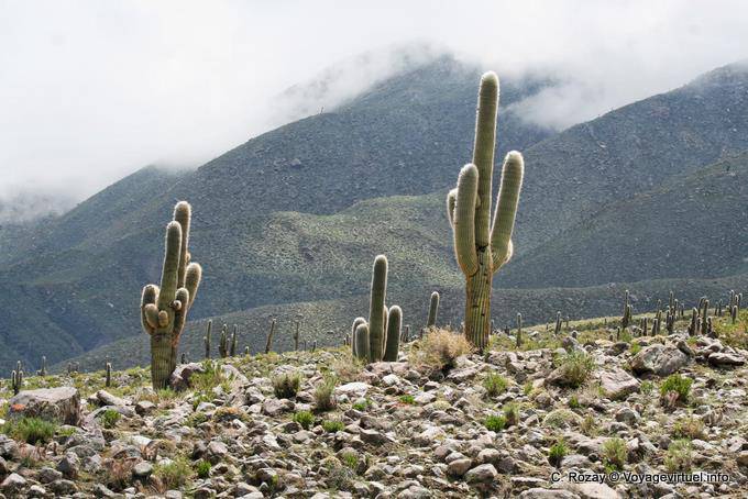 Dita Cactus, El Infernillo, Ruta 307, Tafi del Valle - Argentina